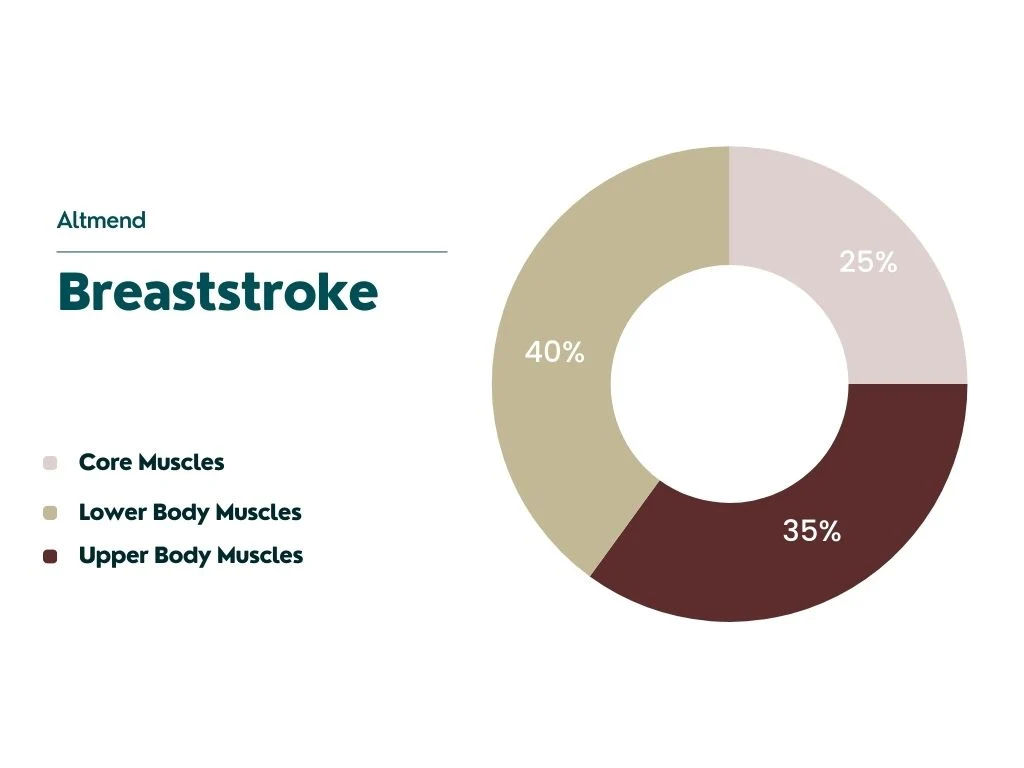 percentage of engagement for key muscle groups during Breaststroke