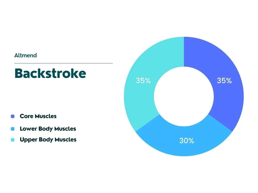 percentage of engagement for key muscle groups during Backstroke
