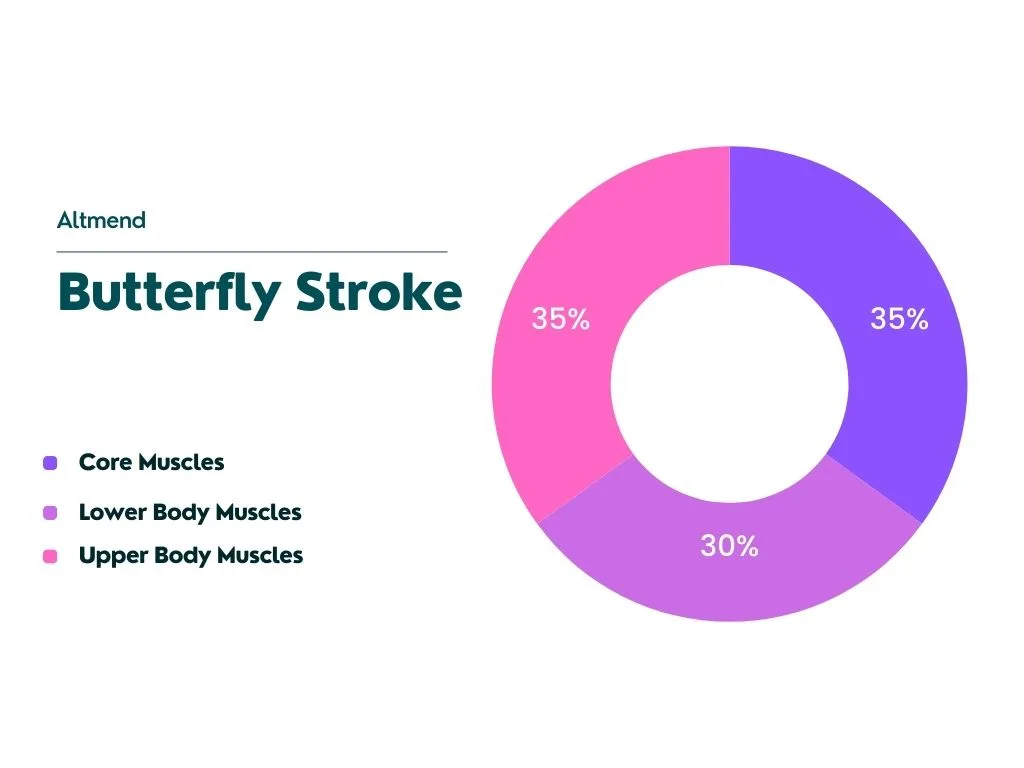 percentage of engagement for key muscle groups during Butterfly Stroke