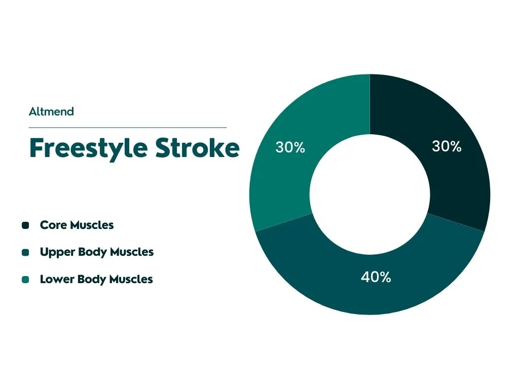 percentage of engagement for key muscle groups during Freestyle Stroke